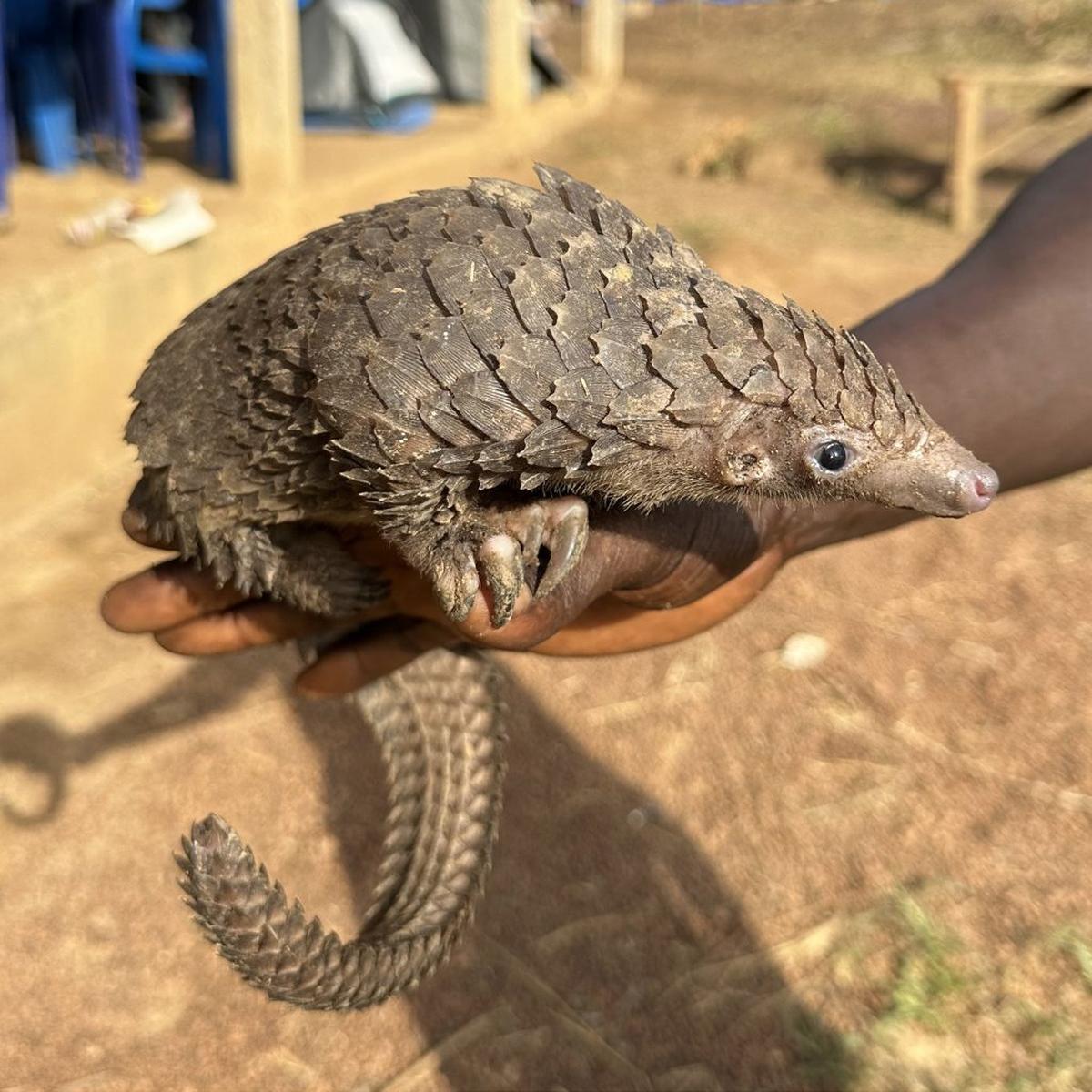  White-bellied pangolins are illegally trafficked. (Philippe Gaubert via SWNS) 
