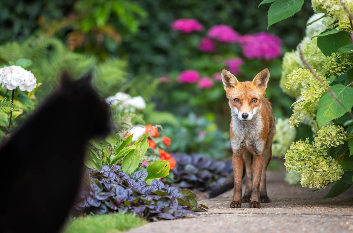  Cats should be supervised by pet owners if you've noticed a fox in your yard.