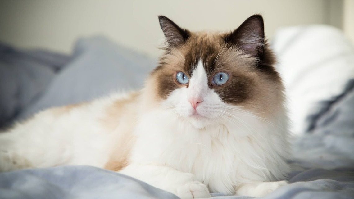 Indoor Ragdoll Cat Has the Biggest Adventure at Pet-Friendly Petting Zoo 