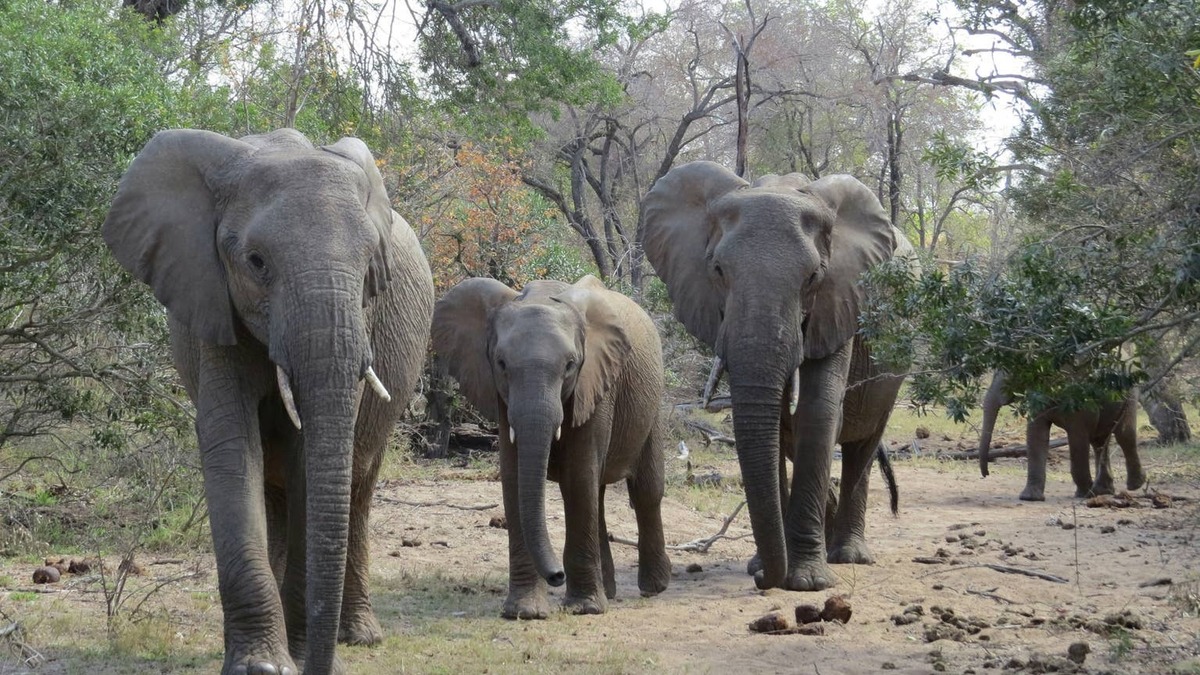 Elephants walking in a row. 