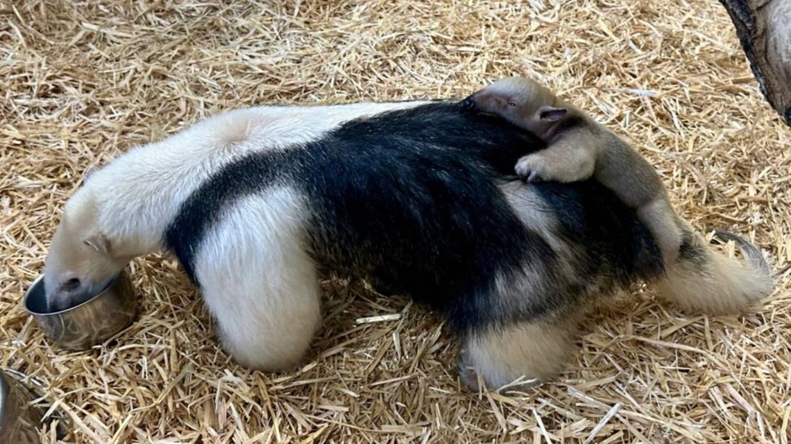 Denver Zoo Welcomes Premature Tamandua Pup After Mom's Heartbreaking Loss 
