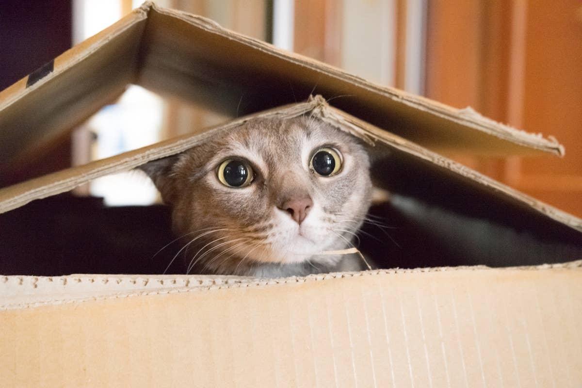  A cat being goofy and hiding in a box. 