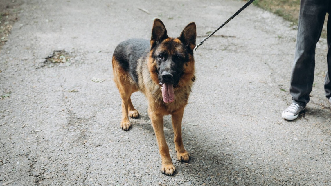 German Shepherd ‘Walks Mom Home' After Something Scares Him Like a True Guardian 