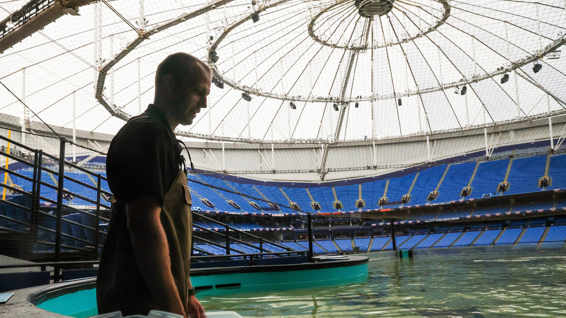 They survived a hurricane in Tropicana Field. Now these rays are in the World Series outfield.