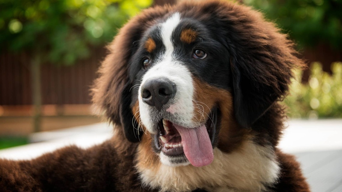 Bernese Mountain Dog Steps Outside Into the Summer Heat and Immediately Regrets It 