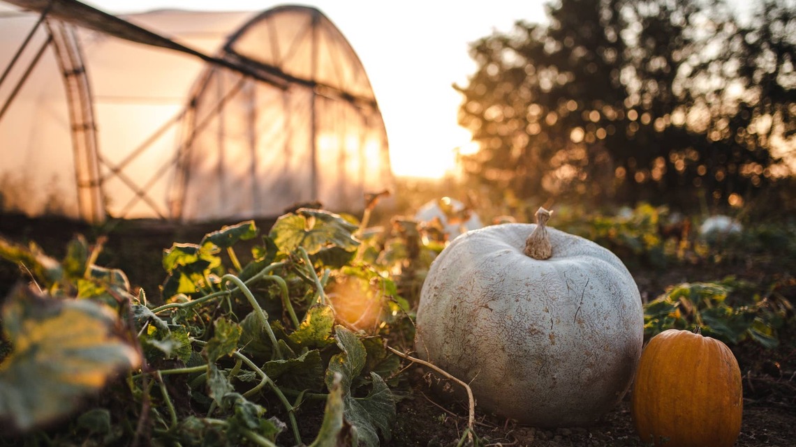 Is It Frost Damage or Natural Dieback? How to Tell What's Happening to Your Plants 