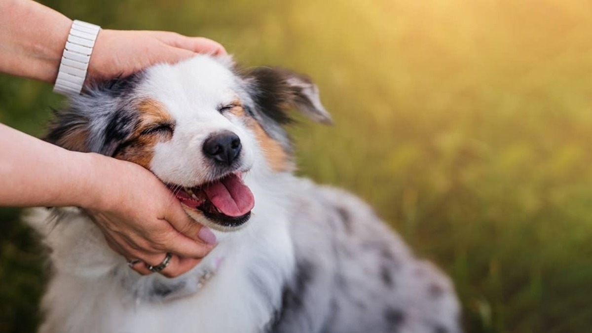 Young man playing with A dog gazing intro its pet parents eyes and bonding. 