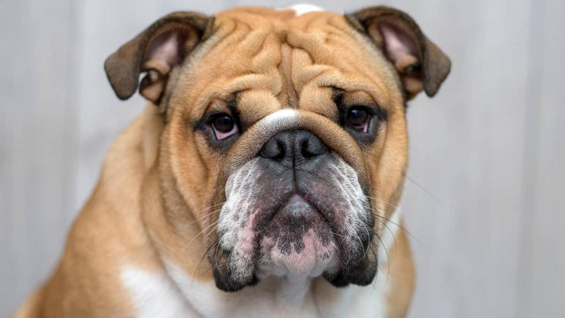 English Bulldog Refuses To Go for Walk Until His Favorite Person Chimes In 