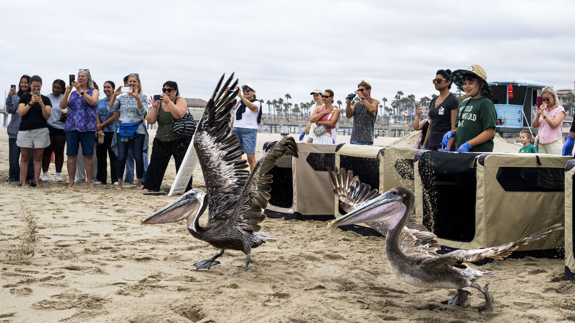 Brown pelican release gives second chance for injured birds