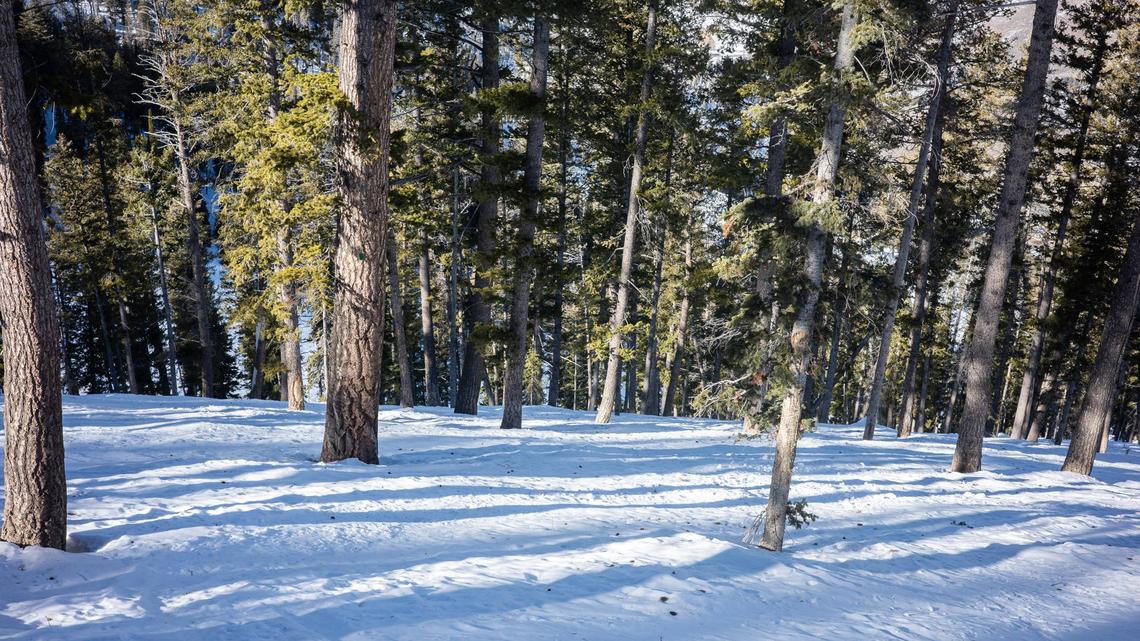 How the Threat of Wildfire Unlocked Acres of New Glades at Sun Valley 