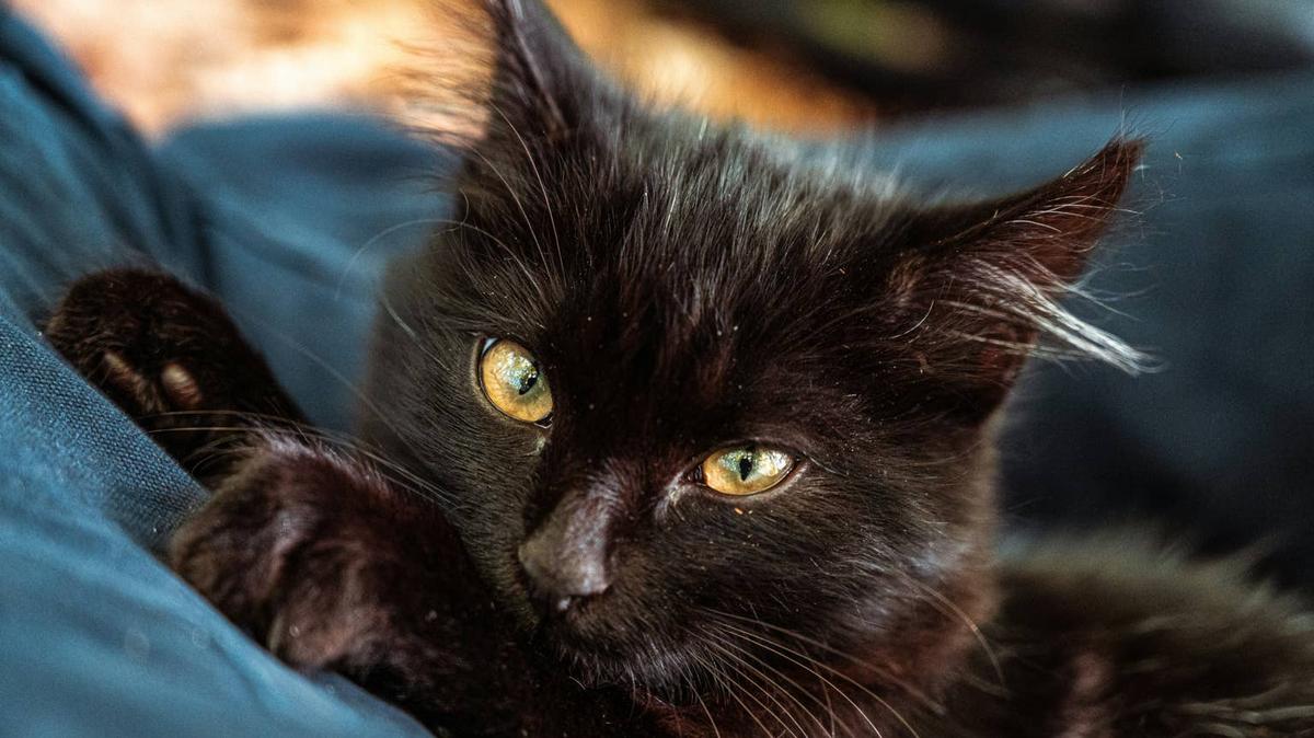 Black kitten close up. 