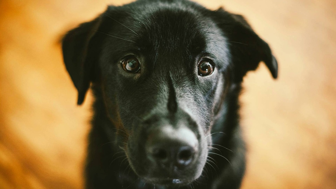 'Terrified' Shelter Dog Warms up to Staff Member in the Sweetest Way