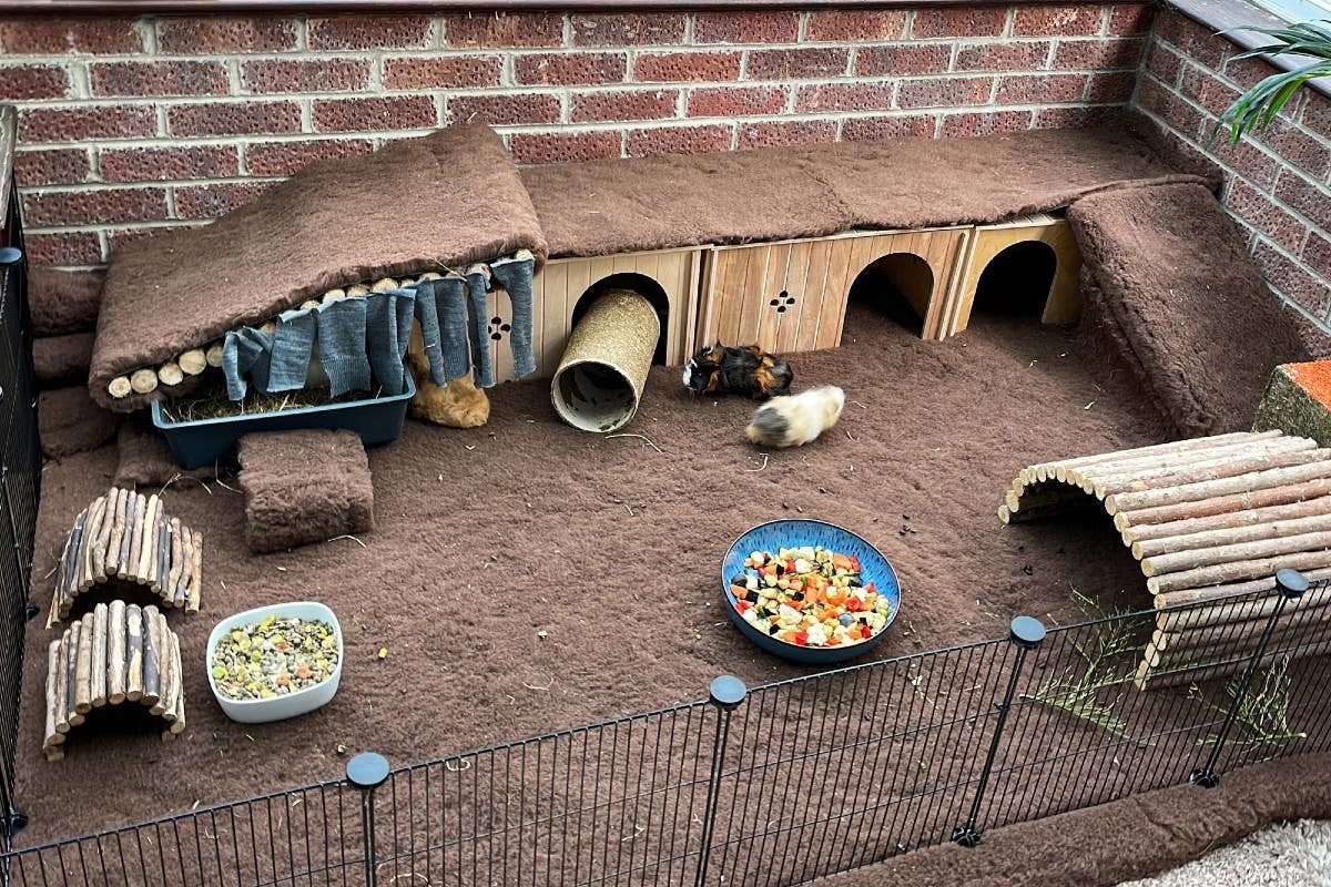  Proper cage size is essential for healthy guinea pig care.