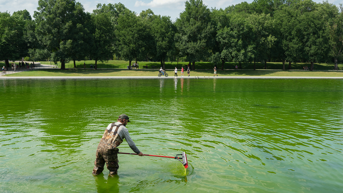 US-POLITICS-TRUMP-REFLECTING POOL. National Park Service workers push algae towards an aeration area in the center of the Lincoln Memorial Reflecting Pool following the completion of recent renovations in Washington, DC, on June 14, 2026. The reflecting pool project, undertaken as part of President Donald Trump's preparations for the nation's 250th anniversary, began in April and was completed last week.