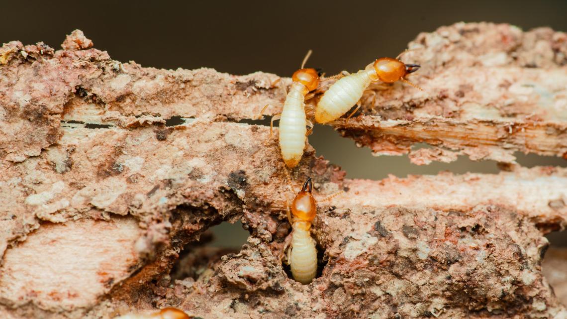Termites are swarming in California. Watch for these warning signs in homes