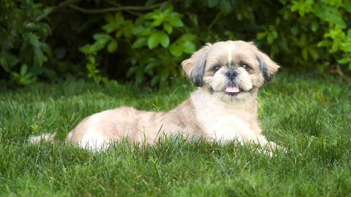 Funny Shih-Tzu Who 'Thinks She's a Herding Dog' Gives Chickens a Run for Their Money 