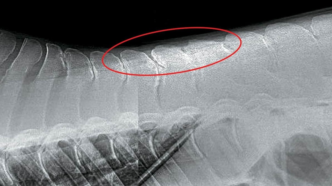 Beyond the X-Rays: What Every Rider Should Know About Kissing Spines And ECVM 