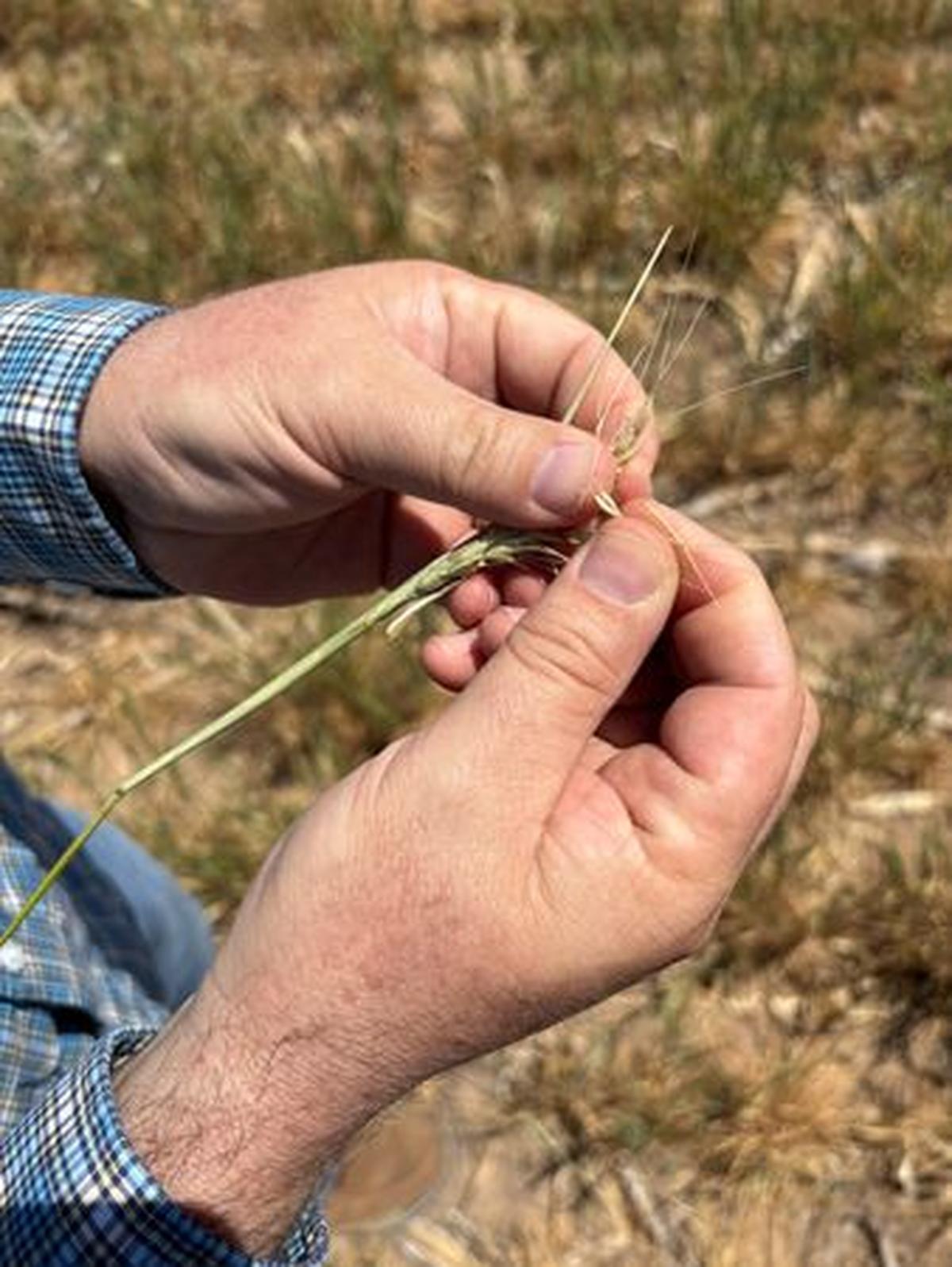 Scott Irlbeck inspects drought-hit wheat fields on his farm in Tulia, Texas, U.S.,  April 21, 2026. REUTERS/Tom Polansek