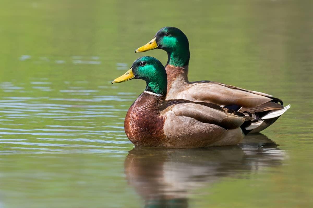  Ducks who value friendship like July's birth month.
