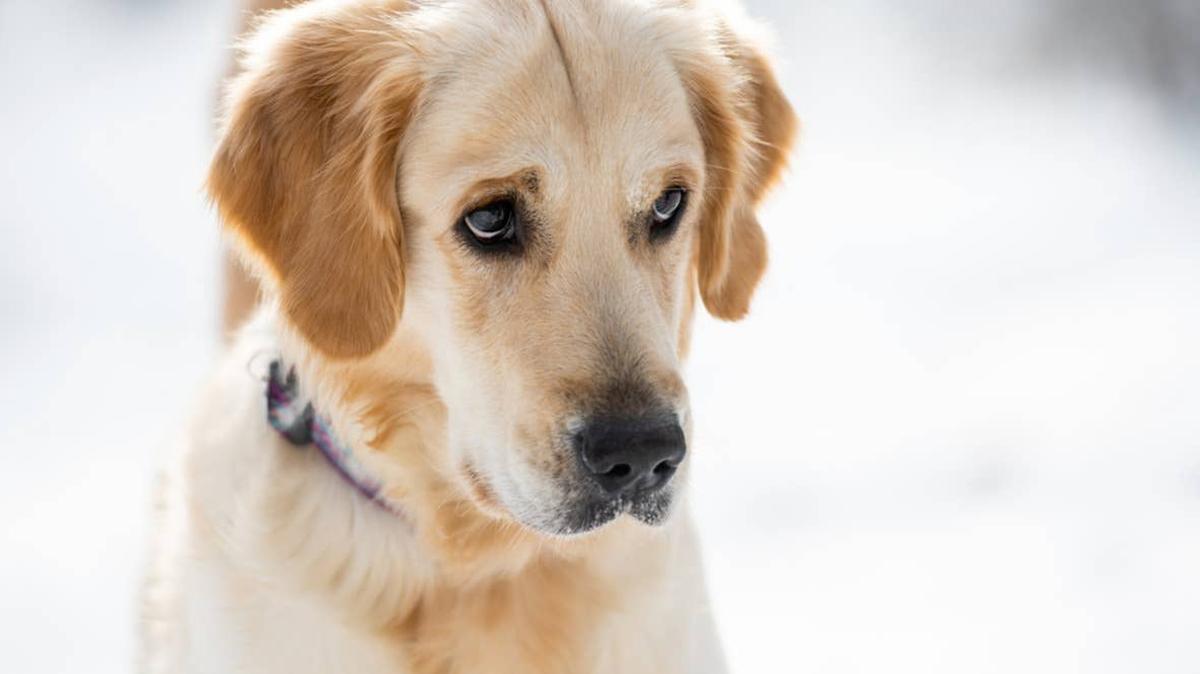 Guilty looking Golden Retriever. 