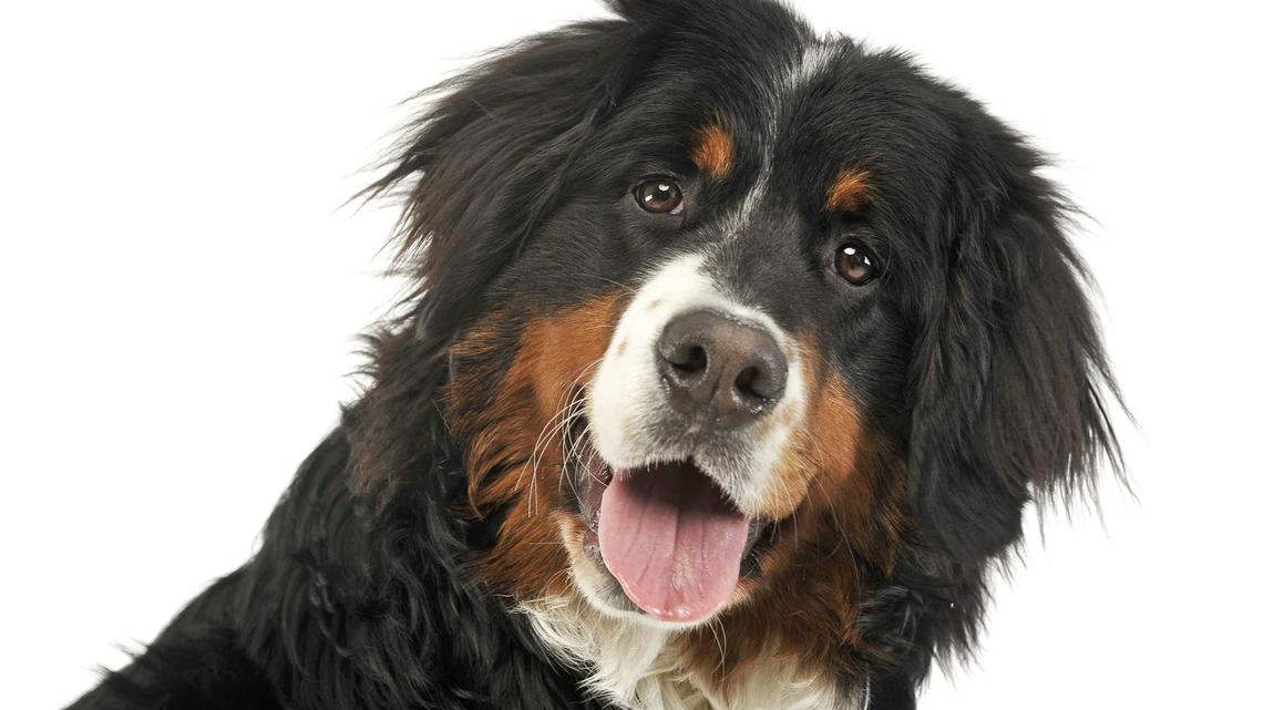 Bernese Mountain Dog Chooses Between Mom and Dinner and It's Hilariously Obvious 