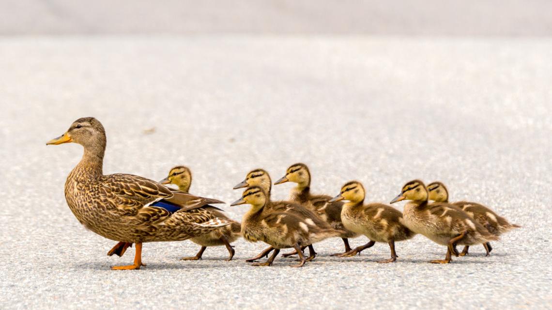 Duck Lays Her Eggs in School Courtyard, and the End Result Is Magic for Students 