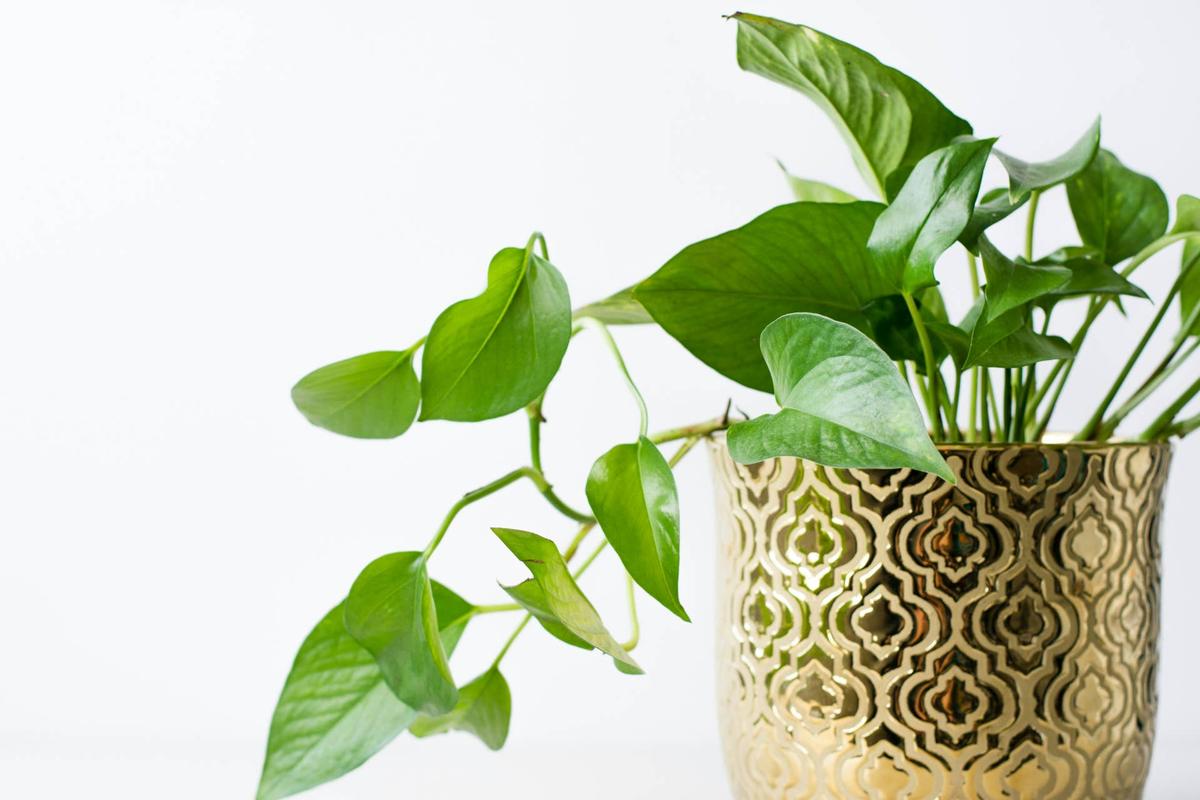  Pothos in gold container.