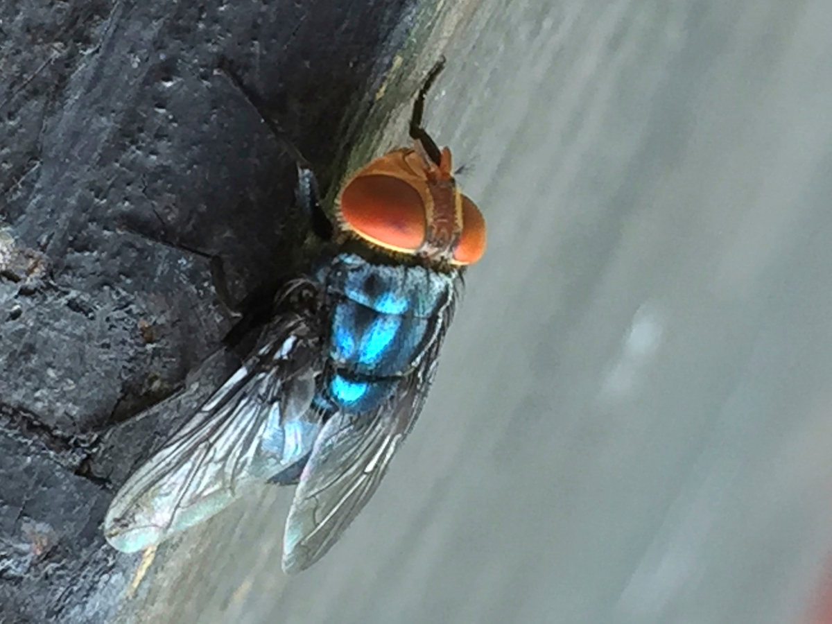  An adult New World screwworm fly sits in this undated photo. (Denise Bonilla/U.S. Department of Agriculture via AP) 