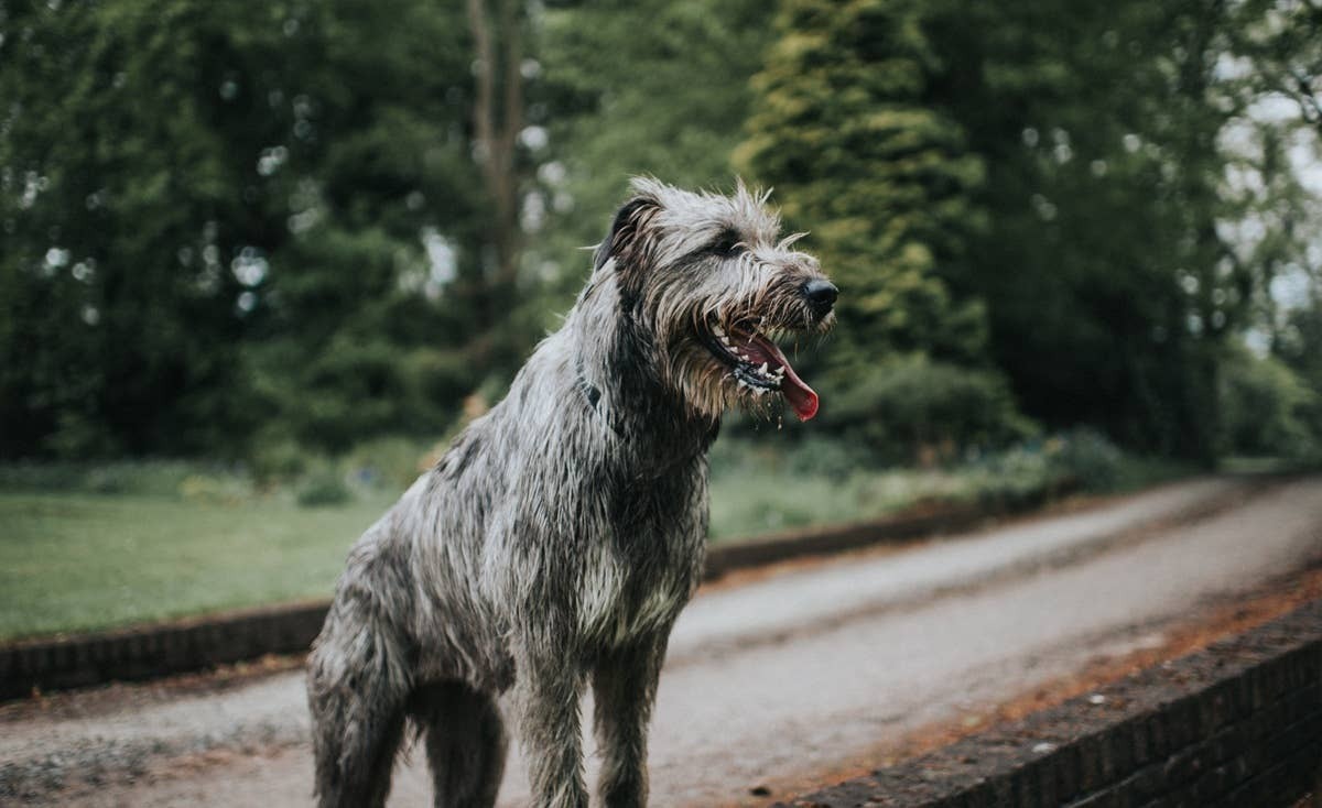  Irish Wolfhounds are gentle giants known for their calm nature.