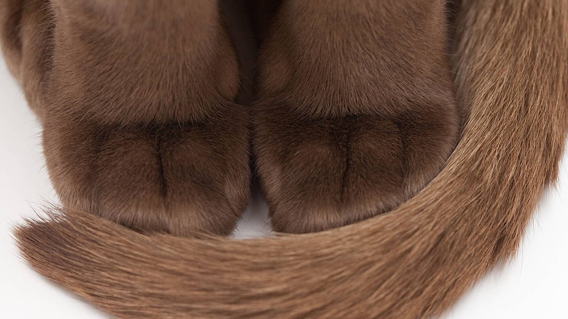Rare Cinnamon Ragdoll Cat Knows Exactly How Beautiful He Is and It Shows