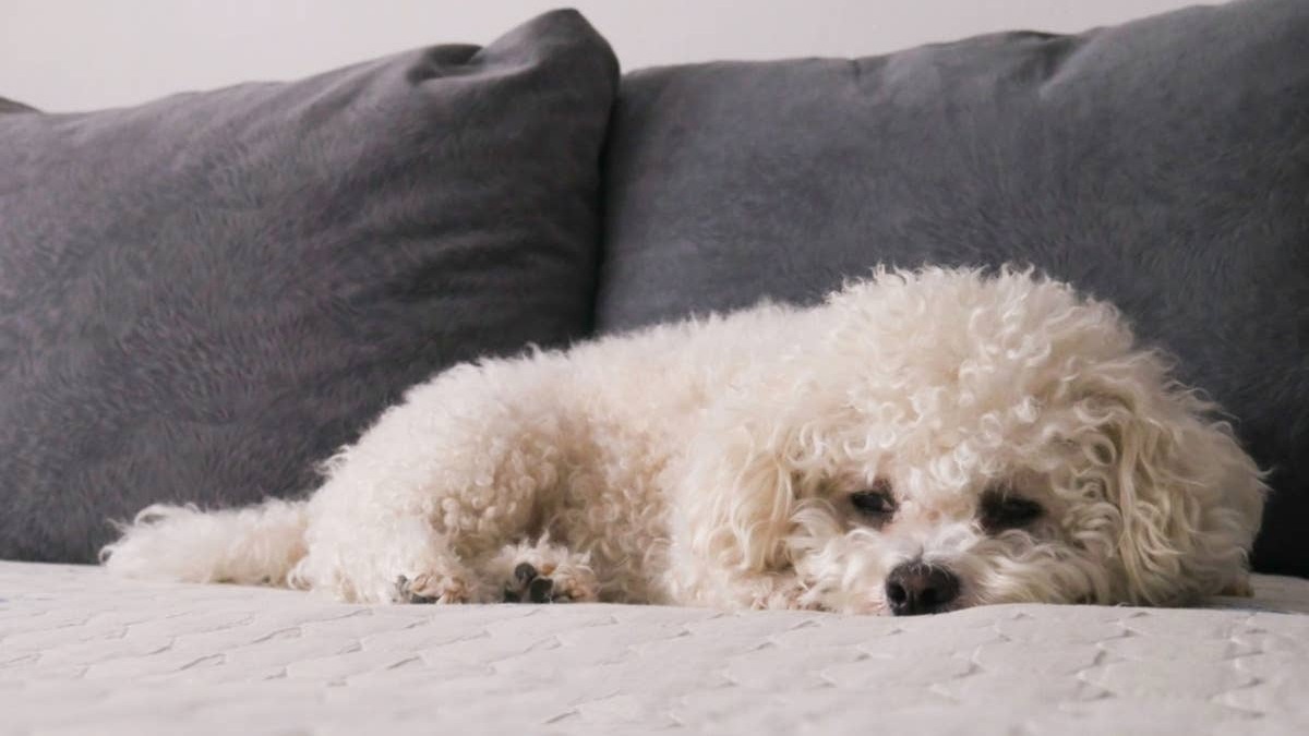 Sad Bichon Frise lying on the couch. 