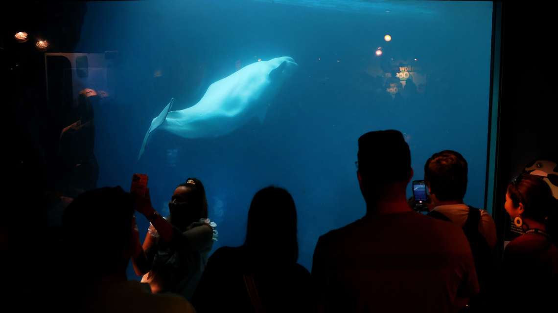 Commentary: The time for keeping beluga whales captive for our entertainment has passed