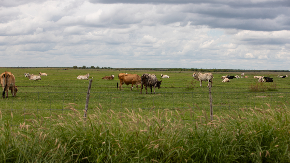 Mexico blocks most imports of live animals from US after screwworm cases 