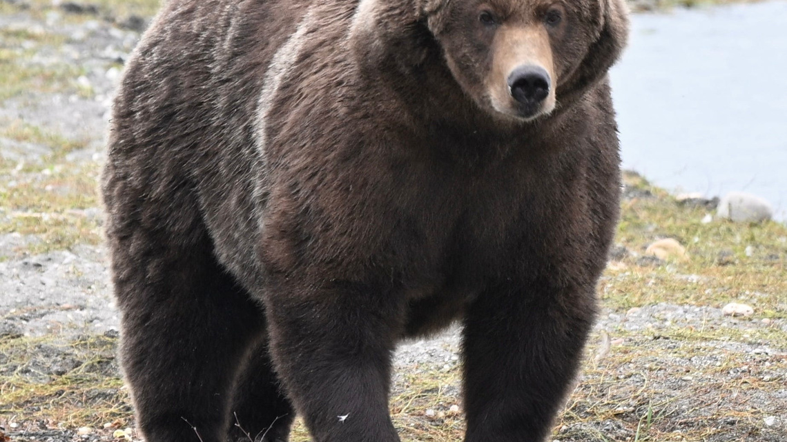 Fat Bear Week down to 4 contestants: Who's in line for the title