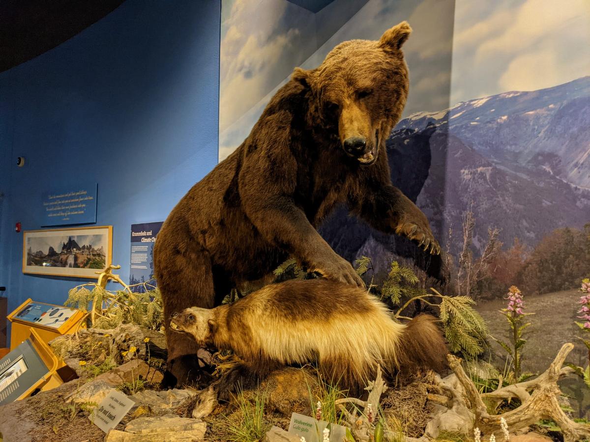  The Draper Natural History Museum is one of five museums at the Buffalo Bill Center of the West. Photo credit: Cindy Richards 