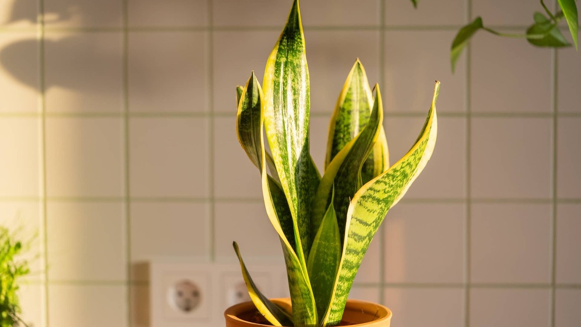 Why Your Snake Plant Is Turning Yellow (And the 5-Minute Fix) 