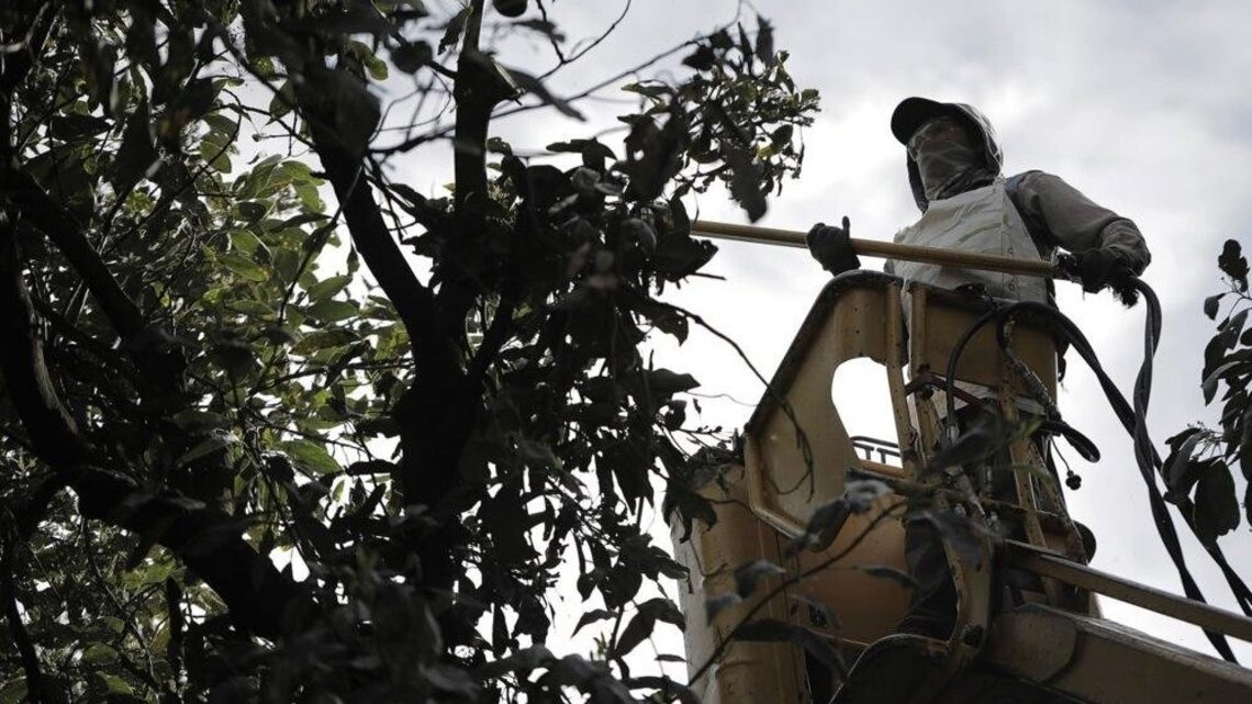 U.S. halts Mexican avocado imports after security alert