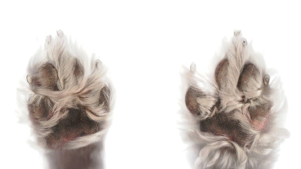Poodle Mix's Overgrown Fur Looks Like a Heaping Spoonful of Marshmallow Fluff 