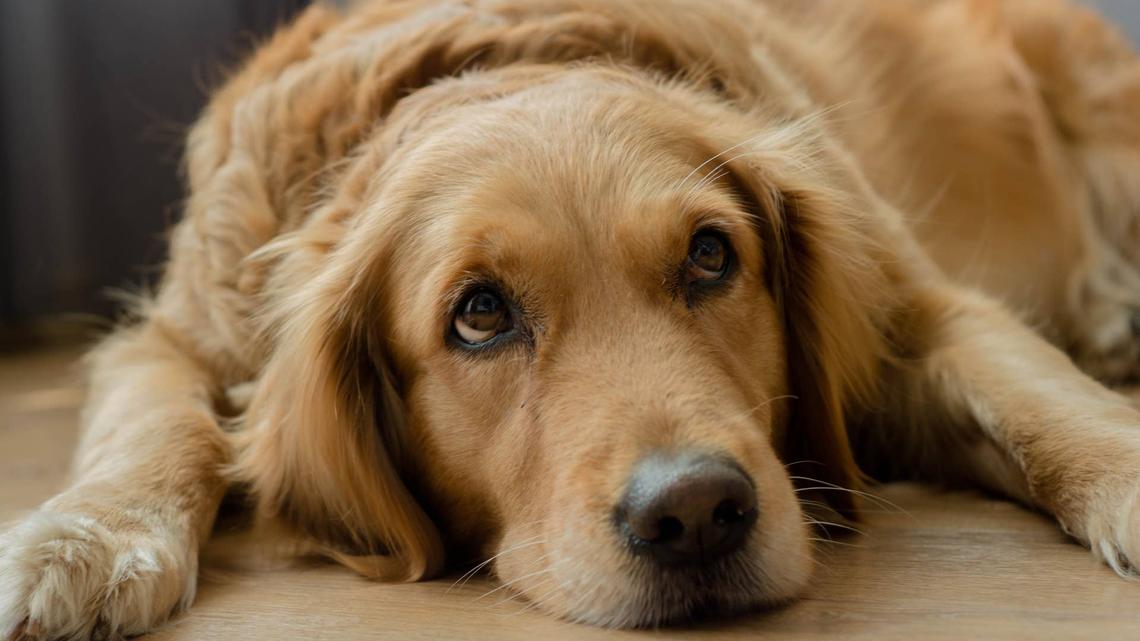 Golden Retriever Saved From Slaughterhouse Has the Most Grateful Eyes 