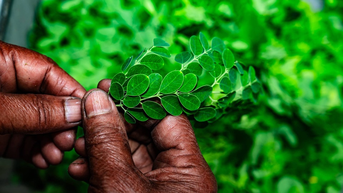Moringa Recalls Follow 3 Salmonella Outbreaks That Sickened 175 People 