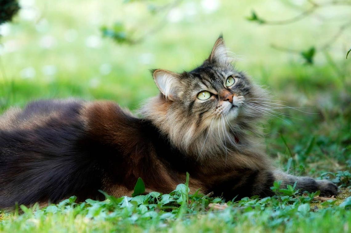  A sweet Maine Coon cat looking into the sky. 