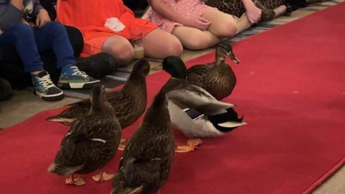 Peabody Duck March Experience: Is It Worth the Hype? 