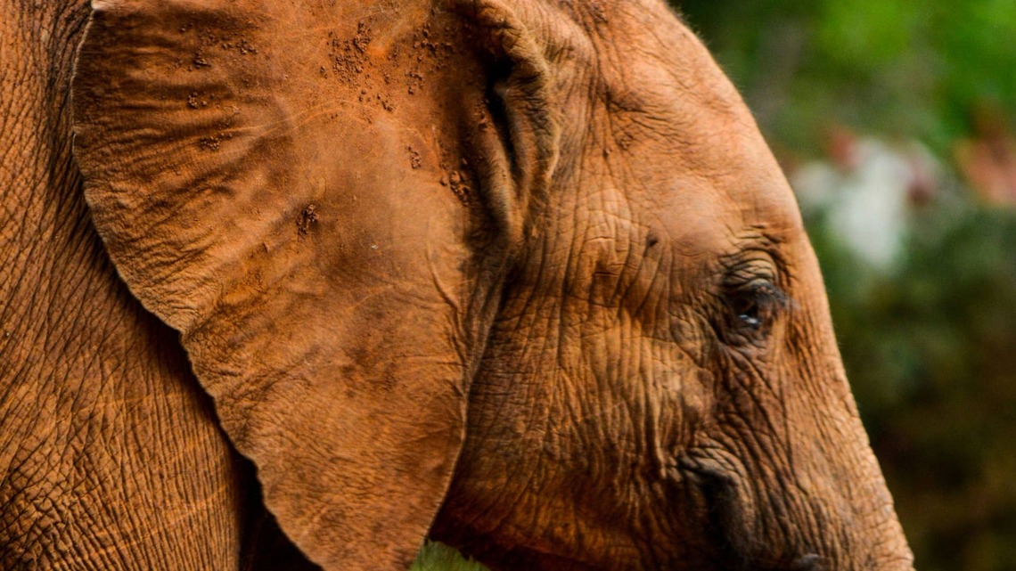Elephant Enjoying a Peaceful Mud Bath Ruins the Moment in the Funniest Way Possible 