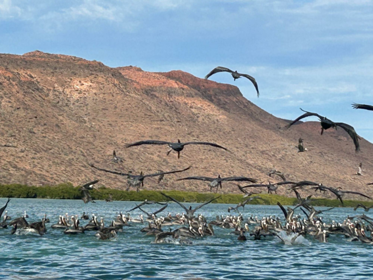 Pelicans feeding on sardines. Photo credit: Jennifer Merrick