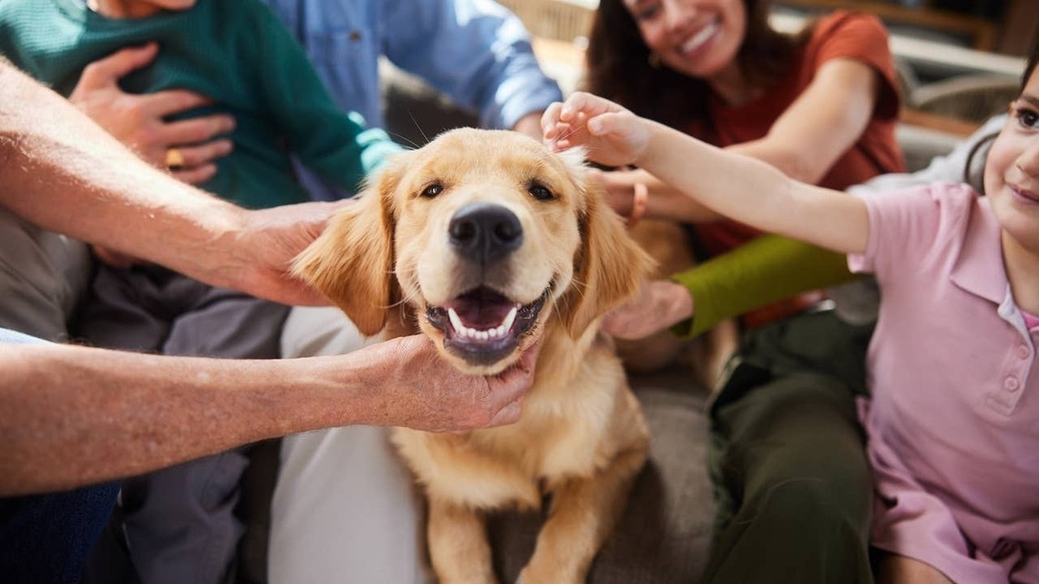 Before You Bring Home a Dog, Experts Say These Are the Most Important Things to Consider 