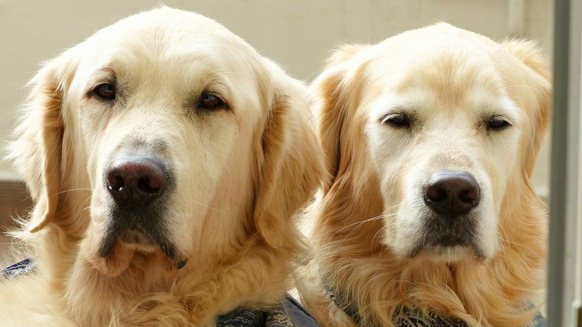 Golden Retrievers Heard a Wrapper and Came Running-but There's One Problem 