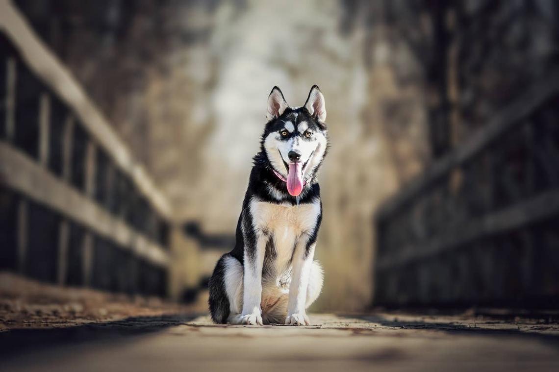  A female husky sitting on a bridge. 