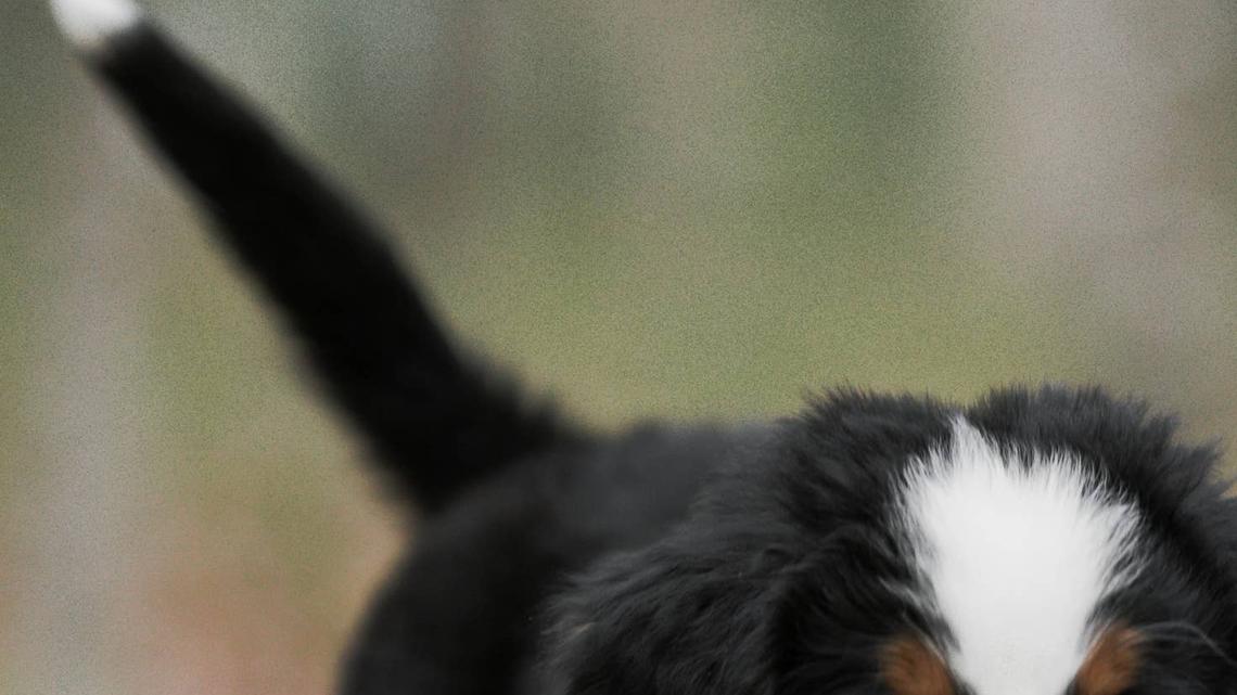Tiny Bernese Mountain Puppy Learning New Tricks Is Almost Too Cute to Handle 