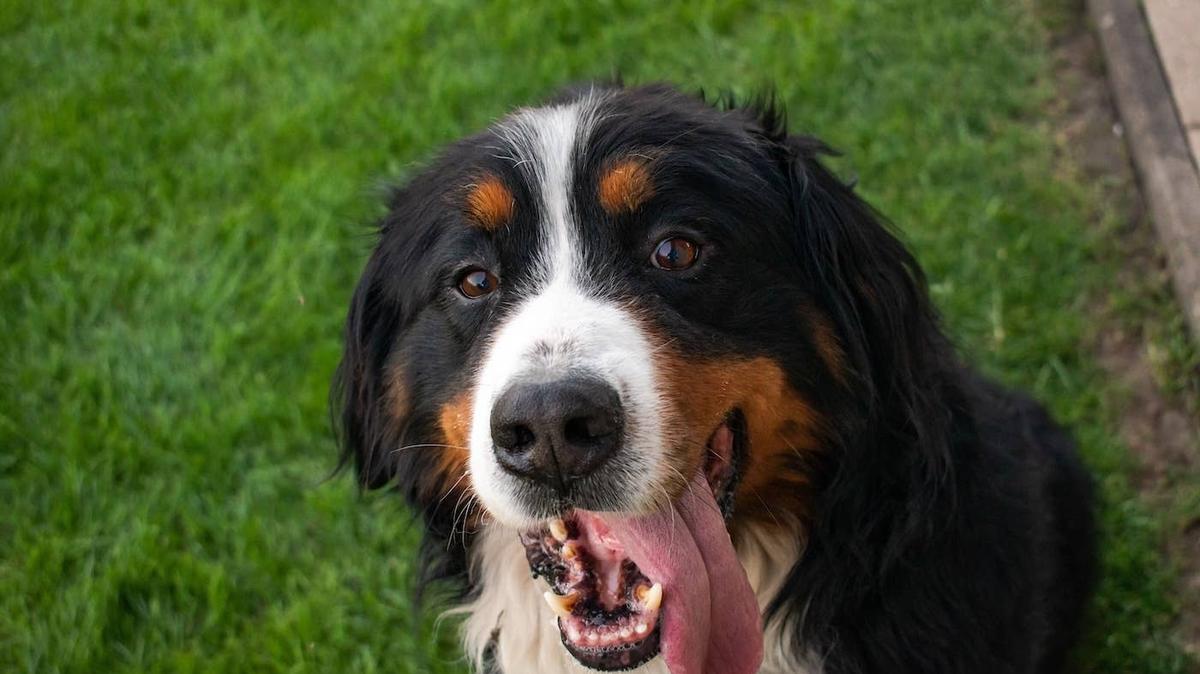 A Bernese Mountain Dog lying in the grass.