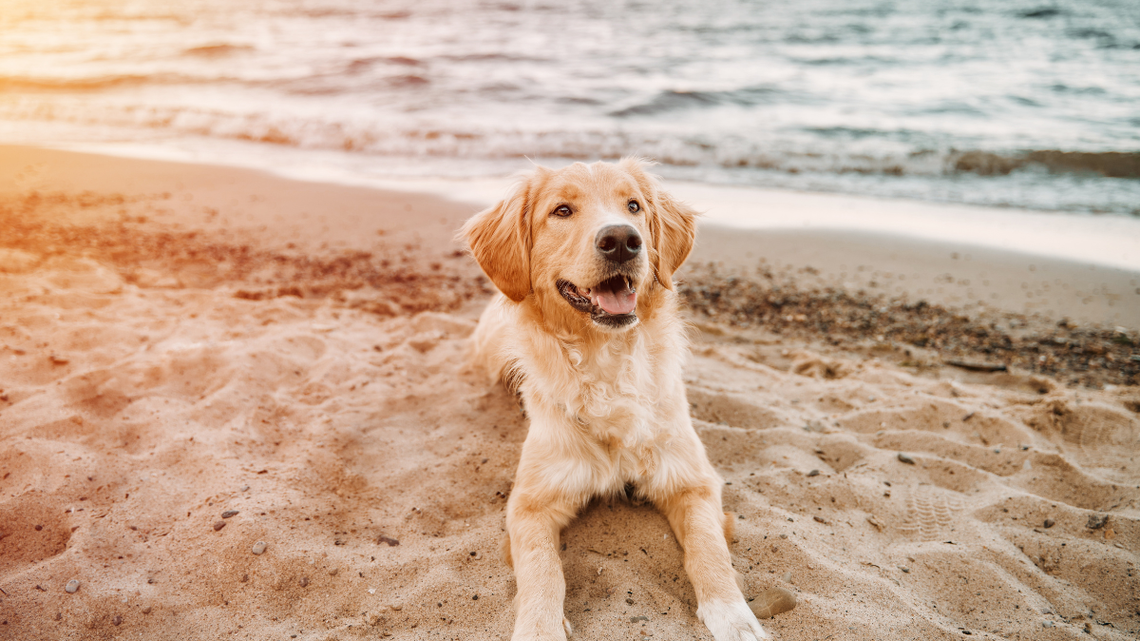 Golden Retriever Puppy and His Best Friend Turn the Beach Into a Playground 